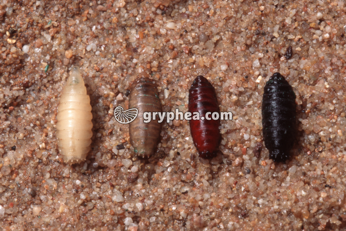 Mouche - Formation de la pupe (mue imaginale) - gryphea.com